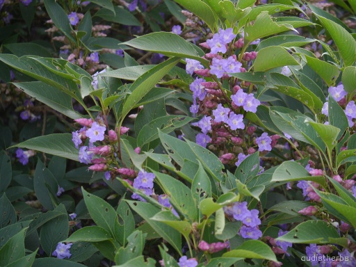 Strobilanthes callosus fullplant1.jpg